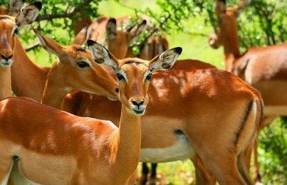 Adventure Travels Kenya 11 Days Kenya Classic Safari – Mara, Nakuru, Mt Kenya, Samburu & Mombasa