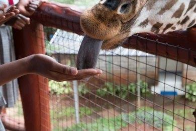 Adventure Travels Kenya 21 Days Kenya Explored