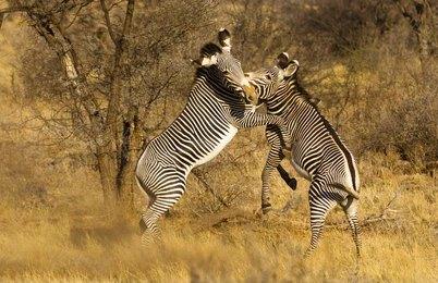 Adventure Travels Kenya 21 Days Kenya Explored