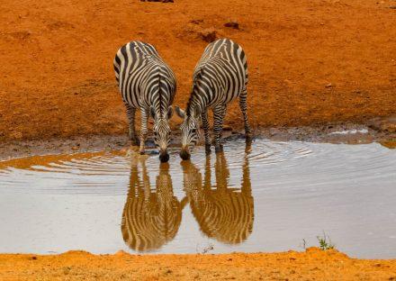 Adventure Travels Kenya 3 Days Amboseli Wildelife Safari