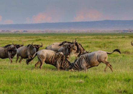Adventure Travels Kenya 3 Days Amboseli Wildelife Safari
