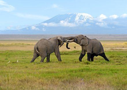 Adventure Travels Kenya 3 Days Amboseli Wildelife Safari