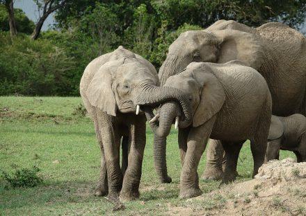 Adventure Travels Kenya 3 Days Masai Mara Budget Safari Package