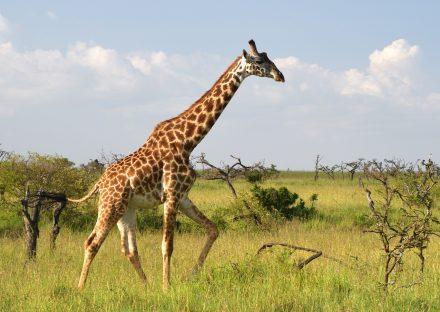 Adventure Travels Kenya 3 Days Masai Mara Budget Safari Package