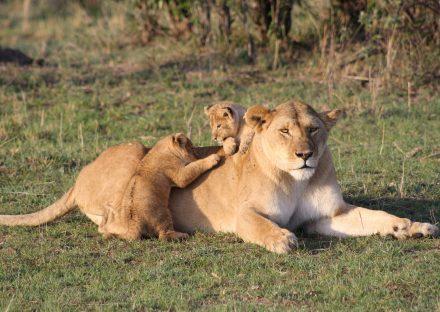 Adventure Travels Kenya 3 Days Masai Mara Flying Package Safari