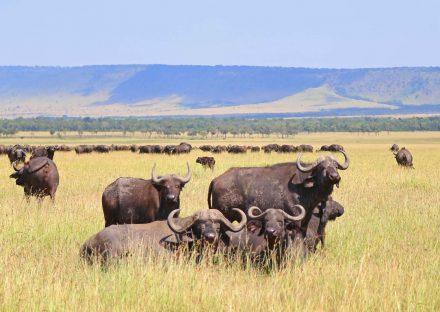 Adventure Travels Kenya 3 Days Ngorongoro & Lake Manyara Camping Safari