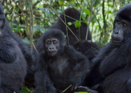 Adventure Travels Kenya 3 Days Uganda Gorilla Tracking Tour