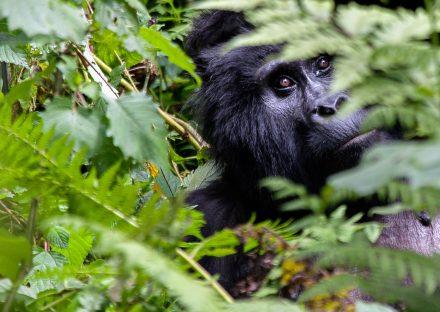 Adventure Travels Kenya 3 Days Uganda Gorilla Tracking Tour