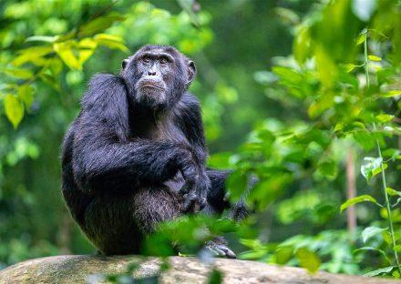 Adventure Travels Kenya 3 Days Uganda Gorilla Tracking Tour