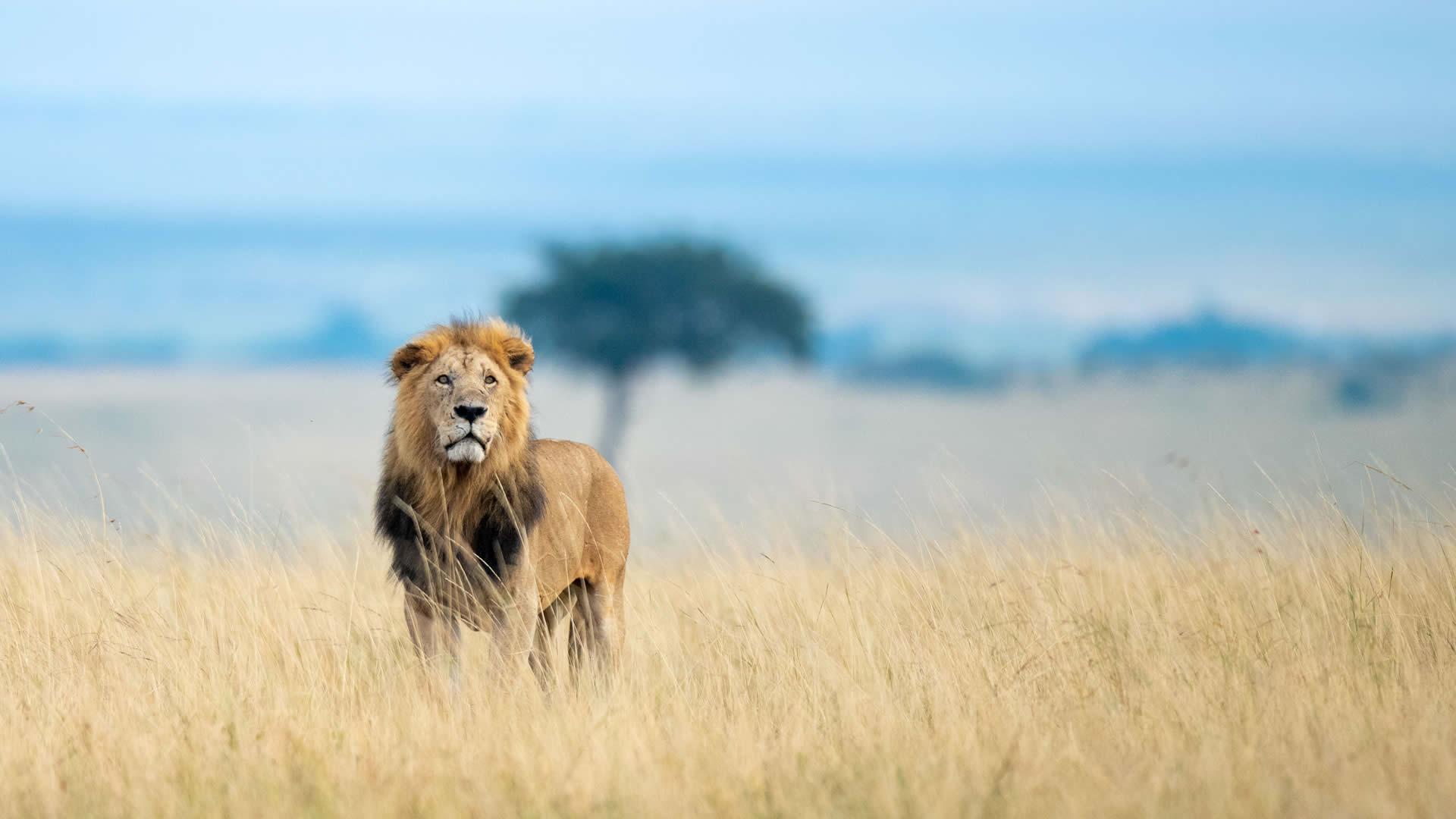 Adventure Travels Kenya 4 Days Maasai Mara & Lake Nakuru