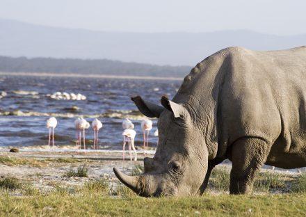Adventure Travels Kenya 4 Days Masai Mara & Lake Nakuru