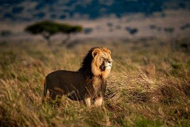Adventure Travels Kenya 4 Days Masai Mara & Lake Nakuru