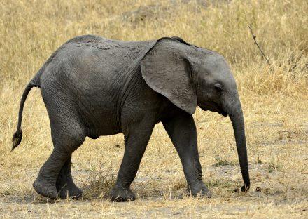 Adventure Travels Kenya 5 Days Lake Manyara, Ngorongoro & Tarangire Lodge Safari