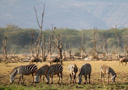 Adventure Travels Kenya 5 Days Lake Manyara, Ngorongoro & Tarangire Lodge Safari