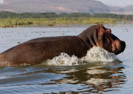 Adventure Travels Kenya 5 days Masai Mara Lake Nakuru Naivasha hells gate