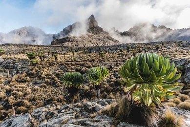 Adventure Travels Kenya, Luxury Tours  5 days Mt.Kenya Climb Chongoria route
