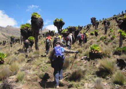 Adventure Travels Kenya, Luxury Tours  5 days Mt.Kenya Climb Chongoria route
