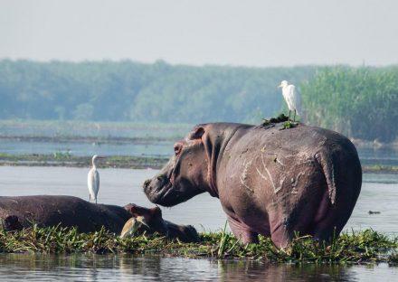 Adventure Travels Kenya 5 Days Murchison Falls & Queen Elizabeth Park Safari