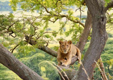 Adventure Travels Kenya 5 Days Murchison Falls & Queen Elizabeth Park Safari