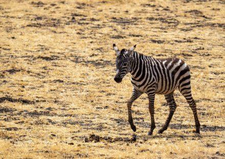 Adventure Travels Kenya 6 Days Lake Manyara, Ngorongoro – Budget Adventure Tanzania
