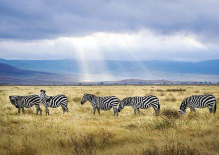 Adventure Travels Kenya 6 Days Lake Manyara, Ngorongoro – Budget Adventure Tanzania
