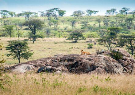 Adventure Travels Kenya 7 Days Manyara, Ngorongoro & Serengeti Lodge Safari