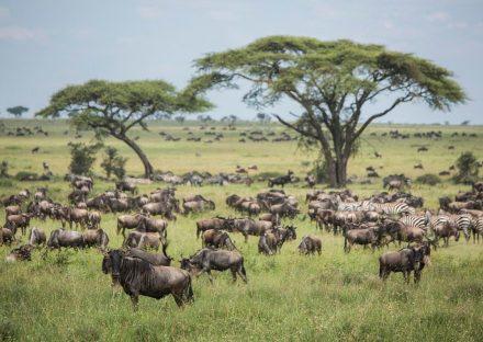 Adventure Travels Kenya 7 Days Manyara, Ngorongoro & Serengeti Lodge Safari
