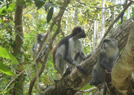 Adventure Travels Kenya Excursions in Zanzibar