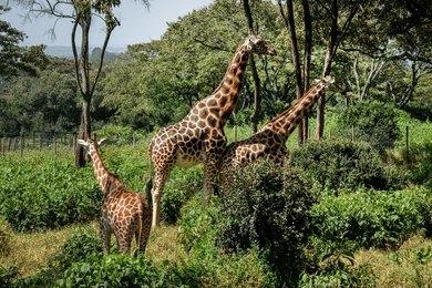 Adventure Travels Kenya Karen Blixen Museum & Giraffe Center