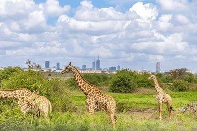 Adventure Travels Kenya Nairobi National Park Daily
