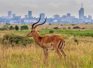 Adventure Travels Kenya Nairobi National Park Daily