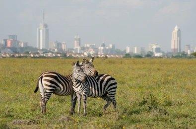 Adventure Travels Kenya Nairobi National Park Daily